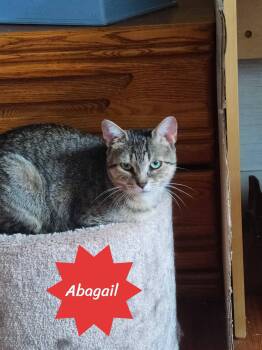 Abagail -  Domestic Short Hair Cat for Adoption in Spencerville, Ontario - Abagail | PetCurious