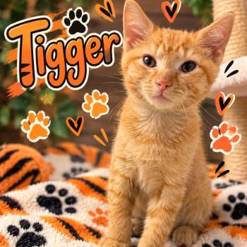 Tigger -  Domestic Short Hair Cat for Adoption in Waldorf, Maryland - Tigger | PetCurious