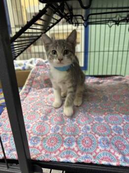 Adidas -  Domestic Short Hair Cat for Adoption in Vero Beach, Florida - Adidas | PetCurious