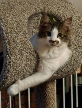 Marshall/ Courtesy Post -  Domestic Medium Hair Cat for Adoption in Medfield, Massachusetts - Marshall/ Courtesy Post | PetCurious