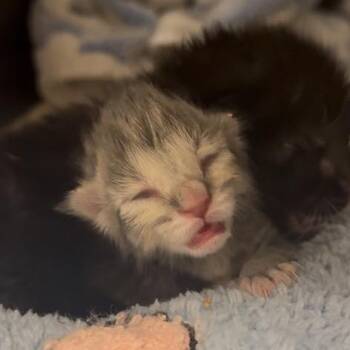 Alphonse -  Domestic Short Hair Cat for Adoption in Spring Hill, Kansas - Alphonse | PetCurious
