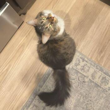 Soup -  Domestic Long Hair Cat for Adoption in Hammond, Louisiana - Soup | PetCurious