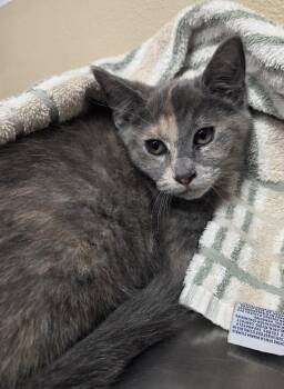 Jewel Mcgowan -  Domestic Long Hair Cat for Adoption in Vancouver, Washington - Jewel Mcgowan | PetCurious