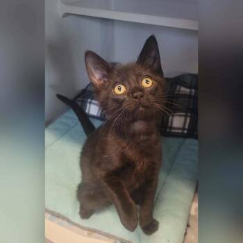 Ralphie -  Domestic Short Hair Cat for Adoption in Washougal, Washington - Ralphie | PetCurious
