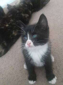 BigBoi -  Domestic Short Hair Cat for Adoption in Trenton, New Jersey - BigBoi | PetCurious