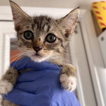 Marshmallow - Mohave -  Domestic Short Hair Cat for Adoption in Kanab, Utah - Marshmallow - Mohave | PetCurious