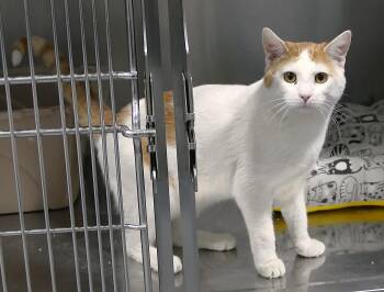 Domestic Short Hair Cats Available for Adoption - CREE | PetCurious