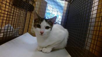 Rescue Domestic Short Hair Cats for Adoption in Doral, Florida - TONI | PetCurious
