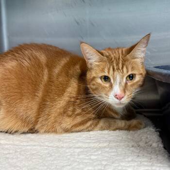 Turbo -  Domestic Short Hair Cat for Adoption in Casa Grande, Arizona - Turbo | PetCurious