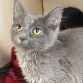 Frosty -  Domestic Short Hair Cat for Adoption in South Elgin, Illinois - Frosty | PetCurious