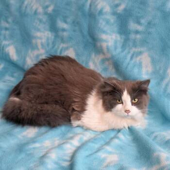 Domestic Long Hair Cats Available for Adoption - Diana | PetCurious