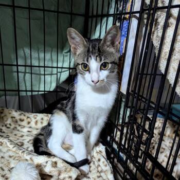 Sage 4 -  Domestic Short Hair Cat for Adoption in Bulverde, Texas - Sage 4 | PetCurious