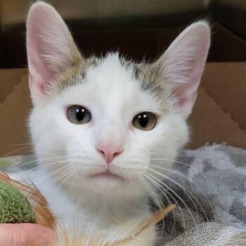 Edward -  Domestic Short Hair Cat for Adoption in Milan, Illinois - Edward | PetCurious