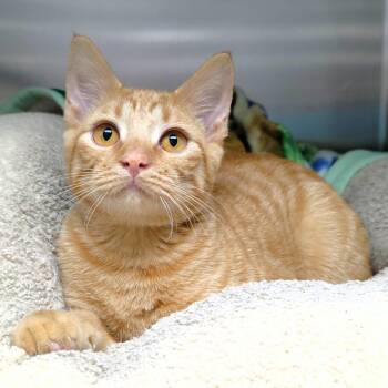 Salmon -  Domestic Short Hair Cat for Adoption in Michigan City, Indiana - Salmon | PetCurious