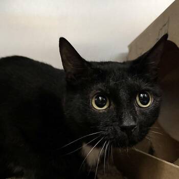 Beauty -  Domestic Short Hair Cat for Adoption in Brentwood, Missouri - Beauty | PetCurious