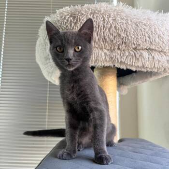 Rescue Domestic Short Hair Cats for Adoption in Davis, California - Nermal | PetCurious