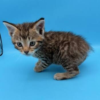 Manx and Domestic Short Hair Cats Available for Adoption - Cessna | PetCurious