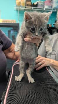 Armand -  Domestic Medium Hair Cat for Adoption in Magnolia, Texas - Armand | PetCurious