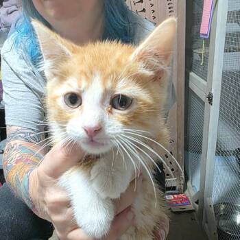 Jalapeno Popper -  Domestic Short Hair Cat for Adoption in Sioux Falls, South Dakota - Jalapeno Popper | PetCurious