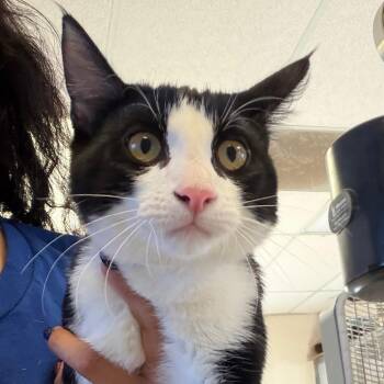 Boots -  Domestic Short Hair Cat for Adoption in Goleta, California - Boots | PetCurious
