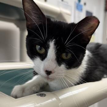 Domestic Short Hair Cats Available for Adoption in Fernandina Beach, Florida - Houston  | PetCurious
