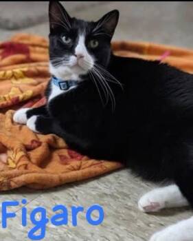 Figaro -  Tuxedo and Domestic Short Hair Cat for Adoption in Hazlet, New Jersey - Figaro | PetCurious