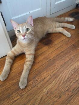 Rescue American Shorthair and Maine Coon Cats for Adoption in Mound, Minnesota - Oliver | PetCurious