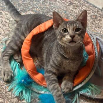 Greyson -  Domestic Short Hair Cat for Adoption in Houston, Texas - Greyson | PetCurious