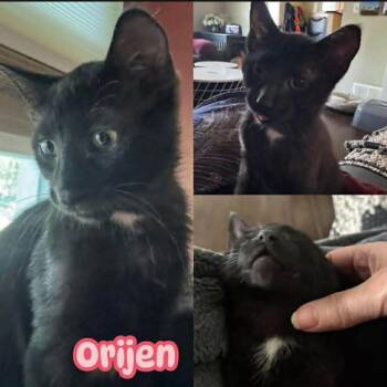 Orijen -  Domestic Short Hair Cat for Adoption in Burnaby, British Columbia - Orijen | PetCurious