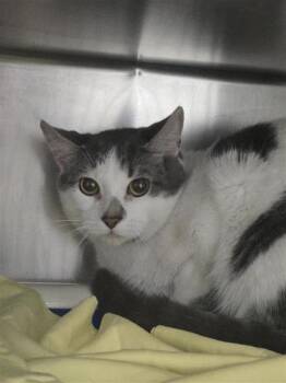 Gravy -  Domestic Short Hair Cat for Adoption in Montreal, Quebec - Gravy | PetCurious