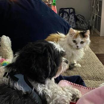 Domestic Long Hair Cats Available for Adoption in Saugerties, New York - Tangerine | PetCurious