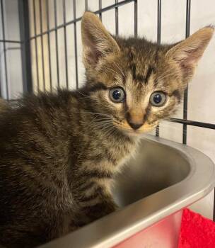 Poppy -  Domestic Short Hair Cat for Adoption in Lockhart, Texas - Poppy | PetCurious