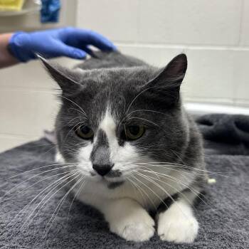 Holly -  Domestic Short Hair Cat for Adoption in Murray, Utah - Holly | PetCurious