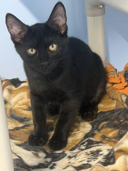 Valor -  Bombay Cat for Adoption in Mears, Michigan - Valor | PetCurious