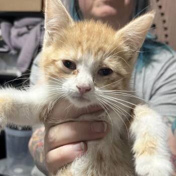 Romano -  Domestic Medium Hair Cat for Adoption in Sioux Falls, South Dakota - Romano | PetCurious