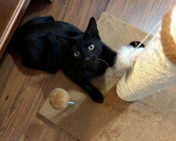 American Shorthair Cats Available for Adoption in Oakland Park, Florida - Cookie | PetCurious