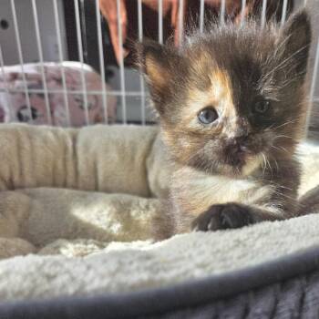 Eclipse -  Domestic Short Hair Cat for Adoption in Calgary, Alberta - Eclipse | PetCurious