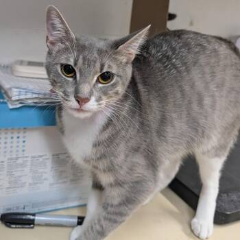 Frisky -  Domestic Short Hair Cat for Adoption in Ardmore, Oklahoma - Frisky | PetCurious