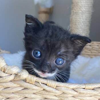 Little Pee Wee -  Domestic Short Hair Cat for Adoption in Long Beach, California - Little Pee Wee | PetCurious