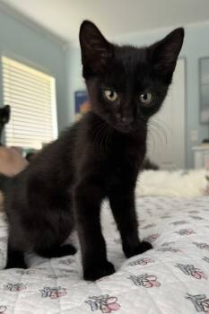 Neo * -  Domestic Short Hair Cat Available for Adoption in West Palm Beach, Florida - Neo * | PetCurious