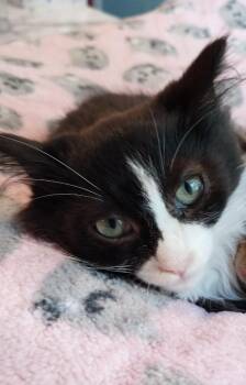 Drakkar * IN FOSTER * -  Domestic Long Hair Cat for Adoption in South Bend, Indiana - Drakkar * IN FOSTER * | PetCurious