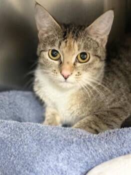MORA -  Domestic Short Hair Cat for Adoption in Methuen, Massachusetts - MORA | PetCurious