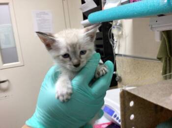 Domestic Short Hair and Siamese Cats Available for Adoption in Riverside, California - A1913198 | PetCurious