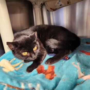 Rescue American Shorthair Cats for Adoption in Walker, Michigan - Mamas | PetCurious