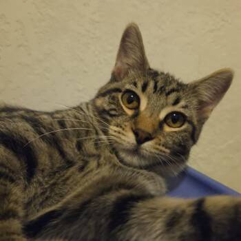 Margo -  Domestic Short Hair Cat for Adoption in Rock Falls, Illinois - Margo | PetCurious
