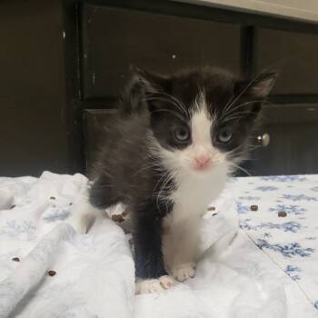 Rescue Domestic Short Hair Cats for Adoption in Bismarck, North Dakota - Burleigh | PetCurious