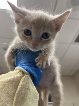 CHEESECAKE -  Domestic Short Hair Cat for Adoption in Las Vegas, Nevada - CHEESECAKE | PetCurious
