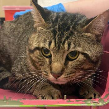 Domestic Short Hair Cats Available for Adoption in Birmingham, Alabama - Meech | PetCurious