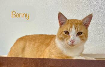 Benny -  Domestic Short Hair Cat for Adoption in Chalfont, Pennsylvania - Benny | PetCurious