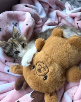 Mariel Hemingway -  Calico and Domestic Short Hair Cat for Adoption in Riverside, California - Mariel Hemingway | PetCurious